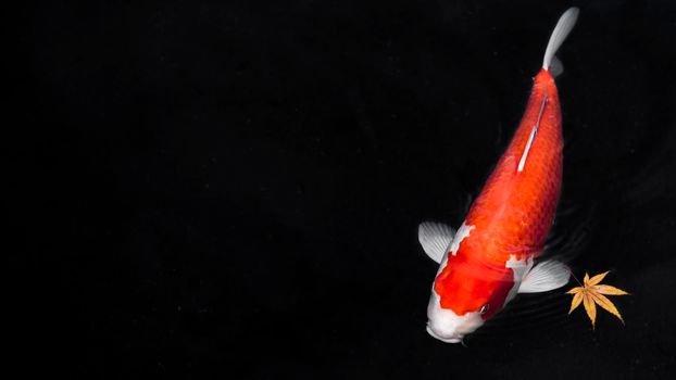 top view colorful koi fishes. High resolution photo