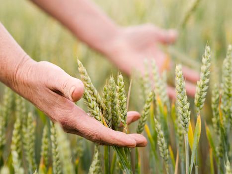 woman holding wheat her hands. High resolution photo