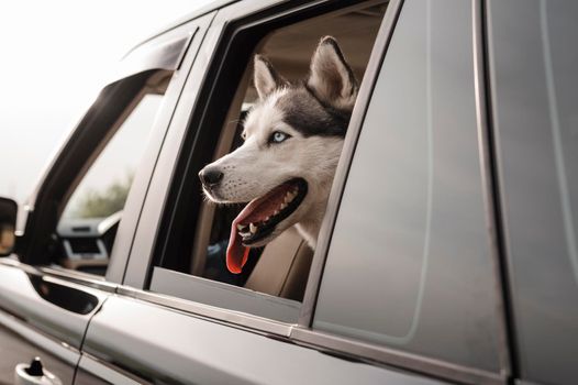 cute husky peeking its head out window while traveling by car. High resolution photo