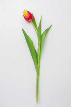 top view tulips flower. Beautiful photo