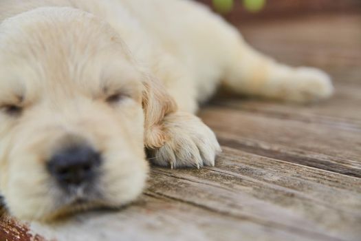 Image of Detail of cute golden retriever puppy paws on wood deck