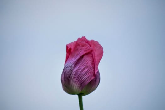 Closed bud of pink poppy in the middle of the picture

