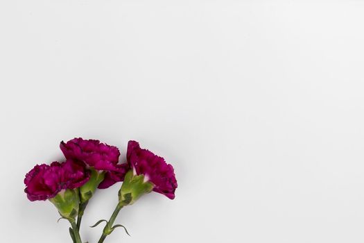 three plum carnations. Beautiful photo