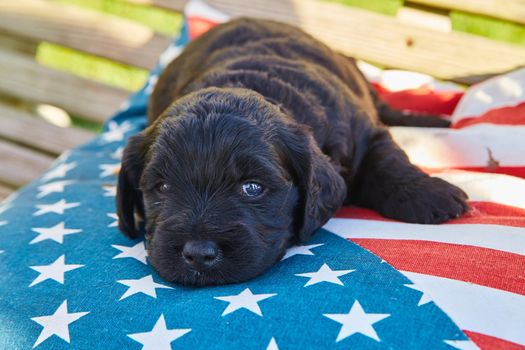 Image of Adorable dark golden retriever resting on american flag pillow