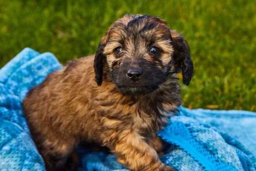 Image of Black and brown spotted goldendoodle puppy in blue blanket by grass