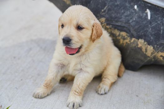 Image of Adorable golden retriever puppy panting on driveway