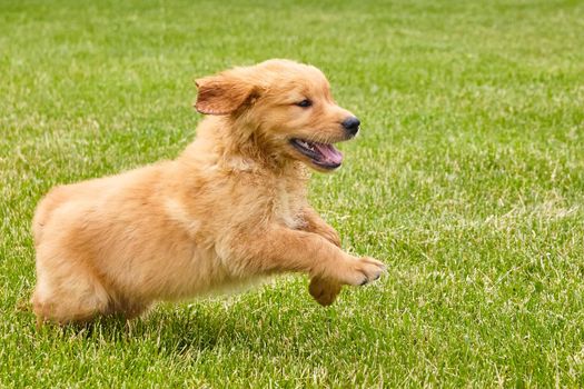 Image of Excited and energetic golden retriever puppy running through grass