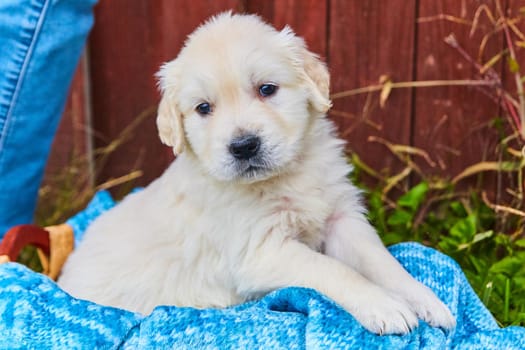Image of White golden retriever puppy in blue blanked with fall colors