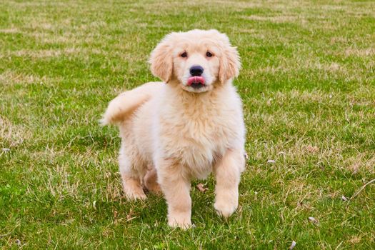 Image of Golden furred goldendoodle with tongue out in grass