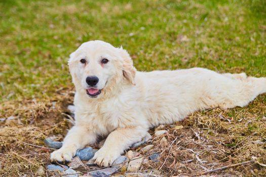 Image of Adult goldendoodle mother resting in the grass and rocks
