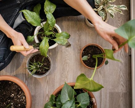 top view woman planting indoor plants. Beautiful photo