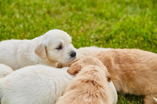 Image of Litter of golden retriever puppies of creme and brown