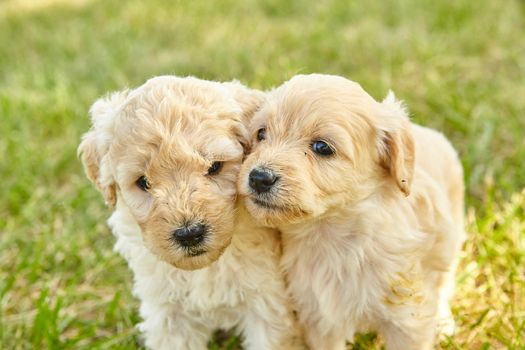 Image of Pair of cute Goldendoodle puppies up close on grass