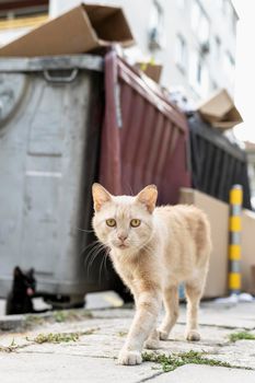 portrait cat walking down street. High resolution photo