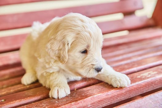 Image of Gorgeous white golden retriever puppy sitting on red bench