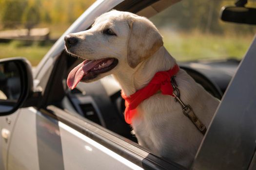 cute dog with red bandana car. High resolution photo