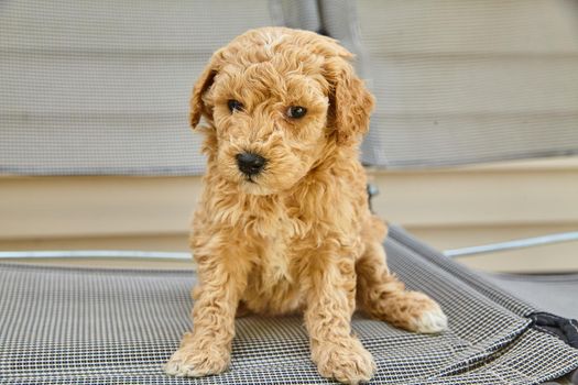 Image of Stubborn Goldendoodle puppy sitting on patio chair