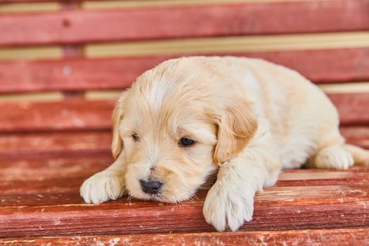 Image of White golden retriever almost asleep in red bench