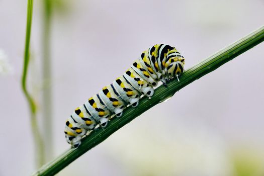 Image of White caterpillar with yellow and black spots on green stem