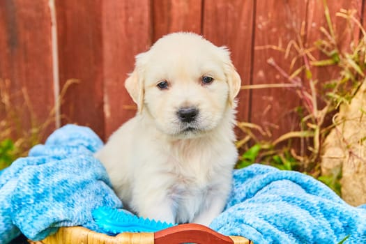 Image of White golden retriever puppy sitting on blue blanket in basket against red fence