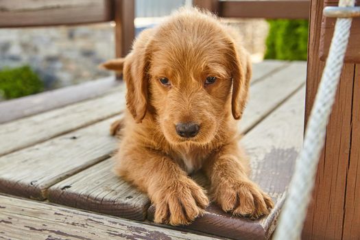 Image of Labradoodle puppy with paws stretched out on wood boards and looking smug