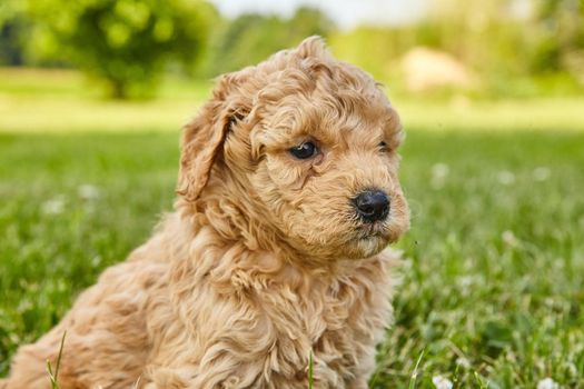 Image of Goldendoodle puppy sitting in open lawn