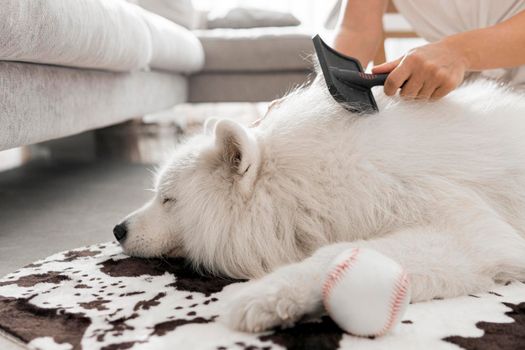 beautiful fluffy white dog. Beautiful photo