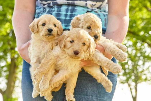 Image of Litter of three adorable white Goldendoodle puppies being held in arms of a woman