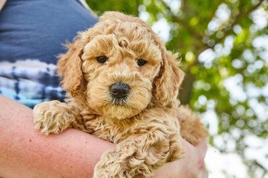 Image of Woman holding Goldendoodle puppy in her arms