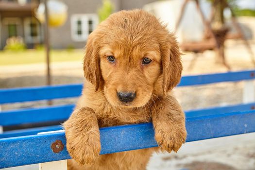 Image of Labradoodle puppy looking very cute hanging over blue railing