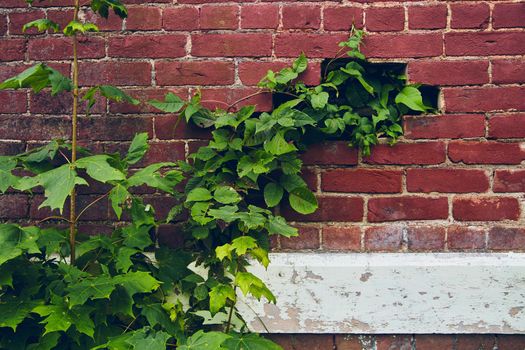 Image of Green vines growing into gap on brick wall with white wood panels
