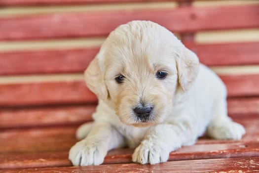 Image of Cute white golden retriever puppy on red bench