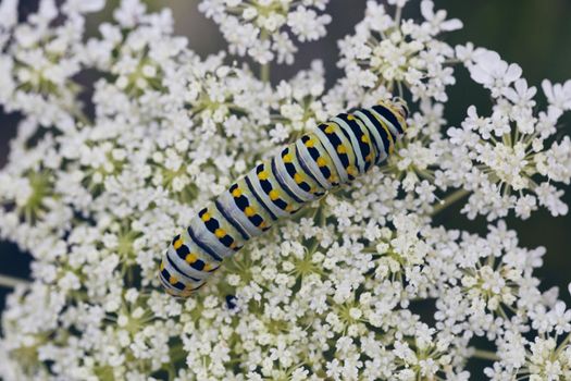 Image of White, black, and yellow caterpillar blending into surface of small white flowers