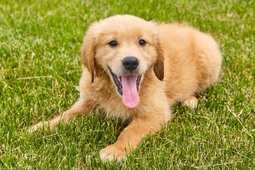 Image of Panting brown golden retriever puppy resting in lawn