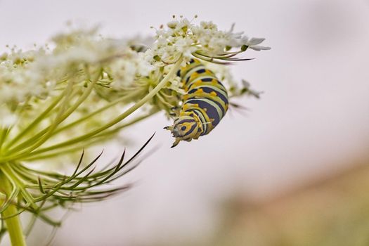 Image of Caterpillar hanging off of white flower with yellow and black spots