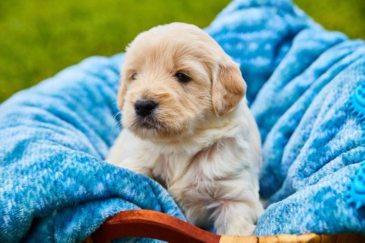 Image of Cute white golden retriever puppy resting in blue blanket