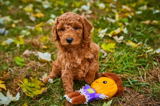 Image of Dark goldendoodle puppy in field of fall leaves next to pumpkin chew toy