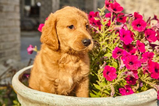 Image of Labradoodle puppy sitting in pot with purple flowers