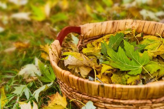 Image of Woven basket filled with fall yellow and green leaves in field