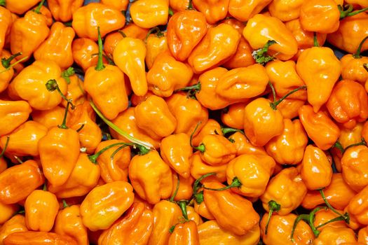Image of View of tray full of bright orange habanero peppers