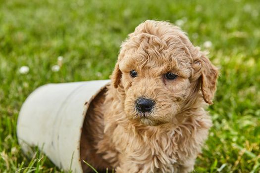 Image of Small pot with Goldendoodle puppy sitting inside
