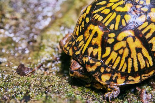 Image of Beautiful turtle with yellow and black shell hiding on wet rocks