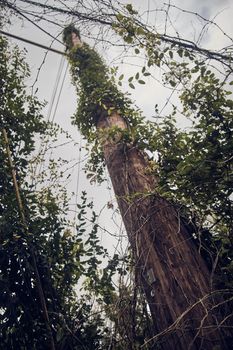 Image of Looking up at telephone pole for communications covered in vines