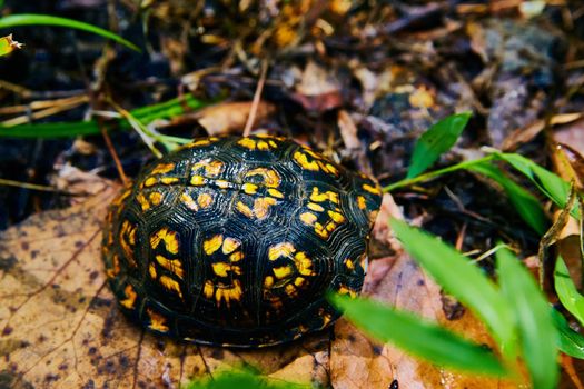 Image of Adorable black and yellow turtle hiding in shell of forest