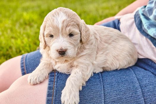 Image of Close up of Goldendoodle puppy of light colors laying on woman's legs