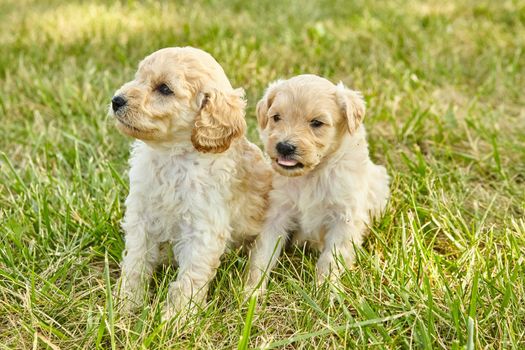 Image of Pair of adorable Goldendoodle puppies in grass