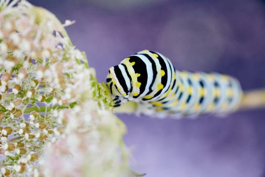Image of Looking down on white, yellow, and black stripped caterpillar climbing white flower