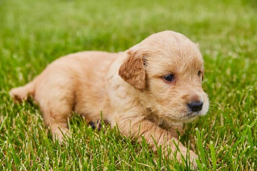 Image of Adorable baby golden retriever puppy