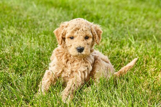 Image of Goldendoodle puppy cute in green lawn