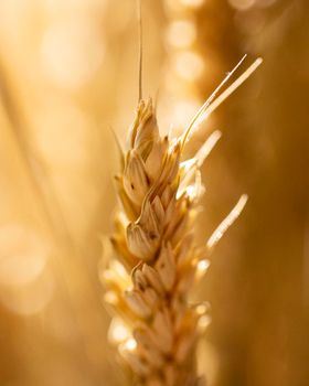 wheat ear with blurry background. High resolution photo